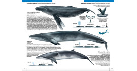Chile: Guía rápida. Funga, Flora y Fauna